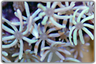 Green Organ Pipe Coral - Frag